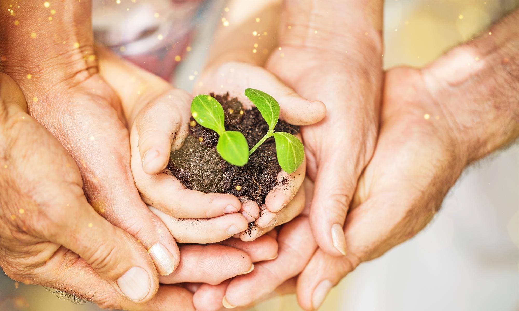 Hände umfassen eine Pflanze