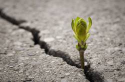 Quelle: Adobe Stock | rangizzz, https://stock.adobe.com/de/images/close-up-of-plant-growing-up-from-crack-in-the-asphalt-road-with-copy-space/147547875